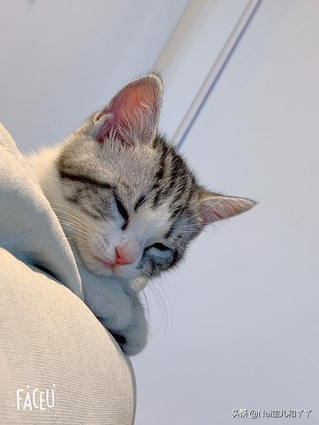 动物性行为狗锁猫视频:狗可以和人一起在床上睡觉吗？