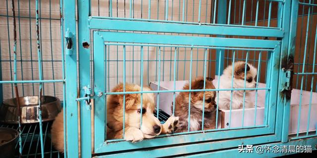 宠物狗图片:宠物狗图片 品种 有什么像土狗一样的宠物狗？