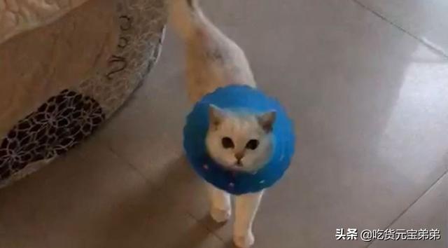 宠物志愿硬盘版下载:宠物的情感回报真的远大于你的付出吗？