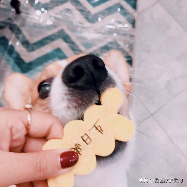 王可可是个碧池:大家都是怎么给狗狗过生日的？