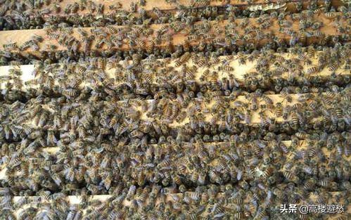 没有蜜蜂水果会消失吗，没有蜂王的蜜蜂群，会做蜂蜜吗