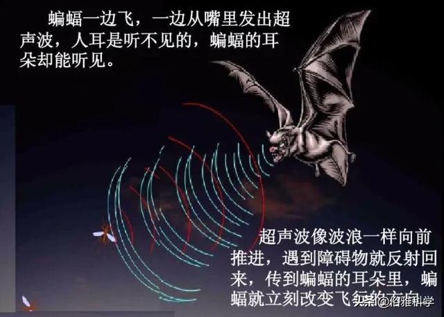 什么是仿生学:仿生学人类根据什么发明了啥？​？