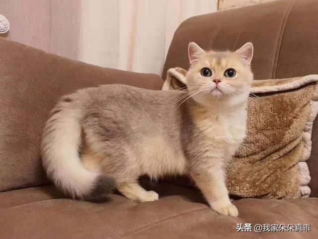 天然猫粮:如何区分天然猫粮和伪天然猫粮？