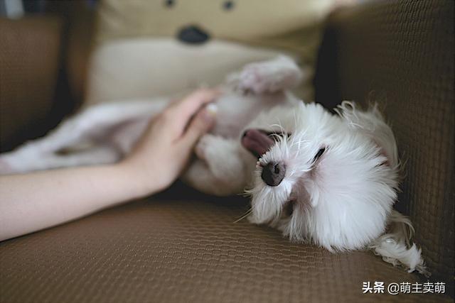 成年松狮吃什么狗粮好:成犬金毛吃什么狗粮比较好？