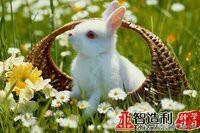 兔子肺炎怎么治疗:兔子的肝脏有白点是怎么回事？