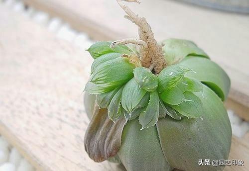 条纹十二卷:为什么多肉12卷发根慢呢？