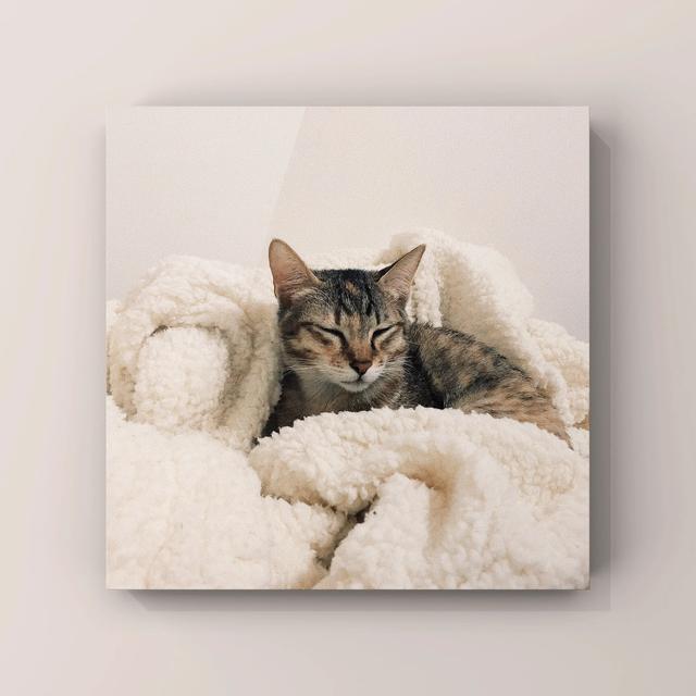 笼养猫的好处:养猫的好处和坏处 如何让一只猫心甘情愿的呆在笼子里？