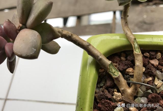 消灭老鼠的鸟类有哪些:老鼠能不能和有些动物一样被灭绝掉？ 鸟类捕捉老鼠最厉害的