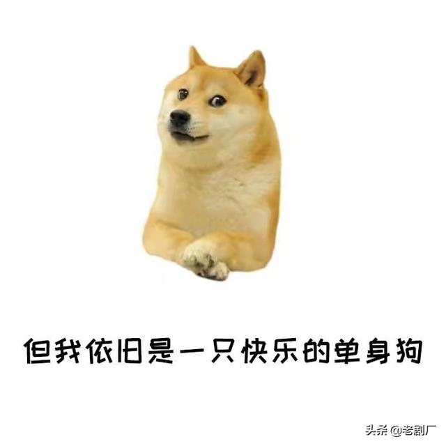 单身狗图片:怎么把单身狗说的有文艺范？