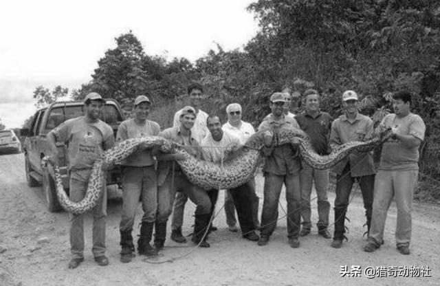 亚马孙热带雨林里最可怕的动物是蟒蛇吗？-第2张图片-趣闻屋