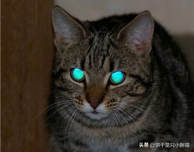 cf猫咪透视乐乐商城:夜晚，猫的眼睛为什么会发亮？