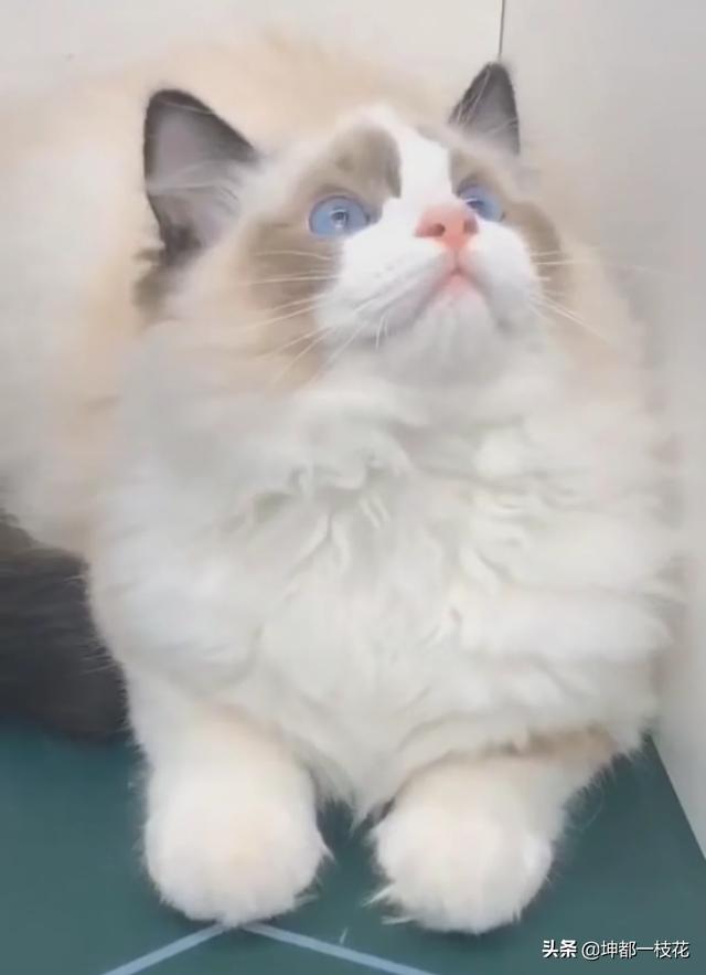 布偶猫吧的人有病:布偶猫感冒了，打针不行，该怎么办？ 布偶猫有病吗
