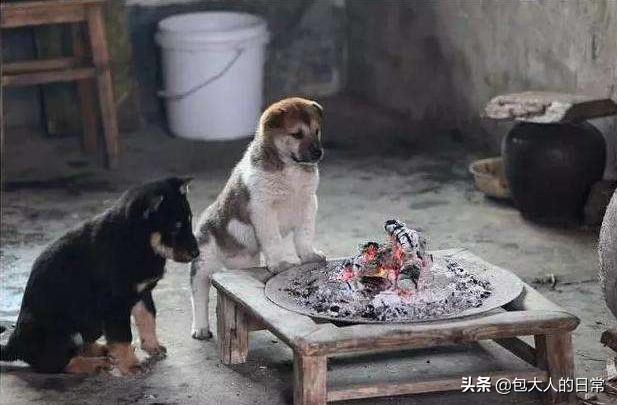 中华田园犬图片:关于禁养中华田园犬（俗称土狗）的内容引发热议对此，你怎么看？