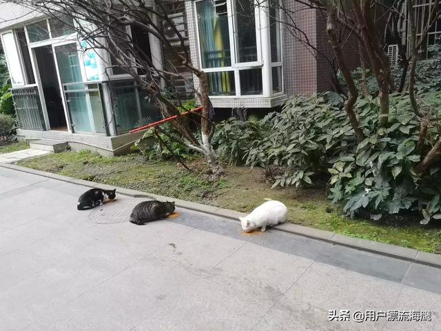 宠物店的男人们:为什么我家公猫更加喜欢我男朋友呢？ 宠物店的男人们相似的小说