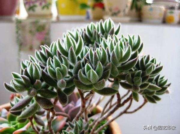 多肉植物种类作文:养多肉，哪些品种你最喜欢？