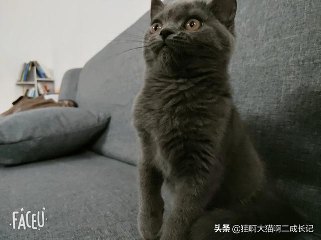 猫咪肾衰竭腹水怎么办:猫胀气怎么办，该怎么进行调节？ 猫咪急性肾衰竭怎么办