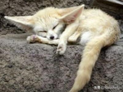 蝙蝠睡觉的姿势是什么样的:动物常见的几种睡觉方式？