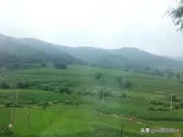 对于影视剧“手撕鬼子”你们怎么看？插图6