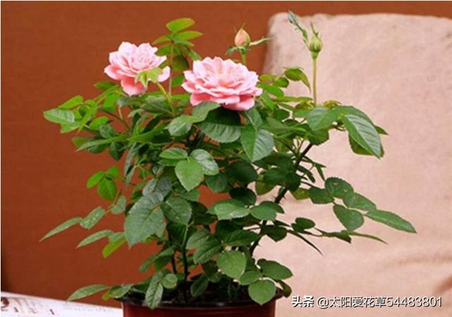 月季花的栽培和管理:月季花的种植与管理方法 月季花，怎样管理才能又多又艳丽？