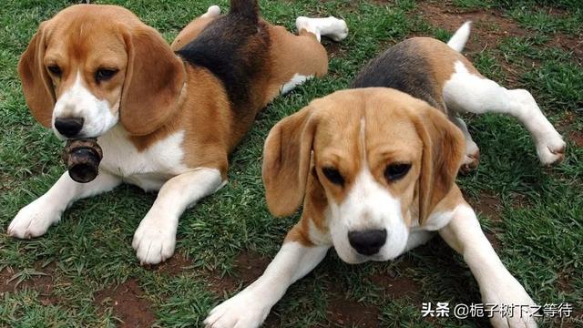 宠物健康护理员怎么样:石家庄宠物护理哪家专业？