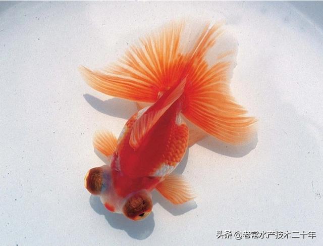 头条问答 二小时水温上下三度对金鱼影响吗 老常水产技术二二年的回答 0赞