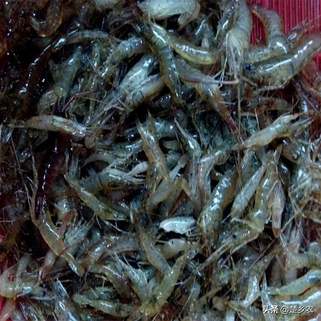 重庆 河虾养殖:河虾能在水质污染严重水域生存吗？为什么？
