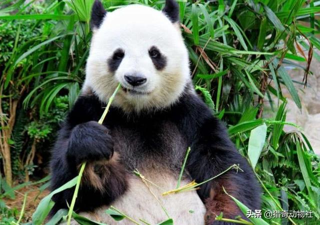 看看最大的藏獒养殖场:西藏成功藏獒养殖基地视频 国宝大熊猫可以单挑藏獒吗？