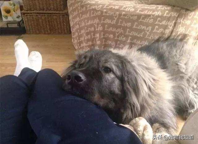 腊肠犬图片:寿命比较长的狗狗有哪些？
