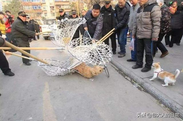 拉布拉多猎犬寿命:狗狗寿命排行榜是怎样的，寿命长的狗狗有哪些？
