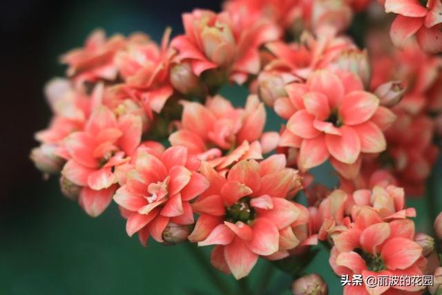 长寿花有毒吗:长寿花带着花苞，枝干断了插水里会出根吗？