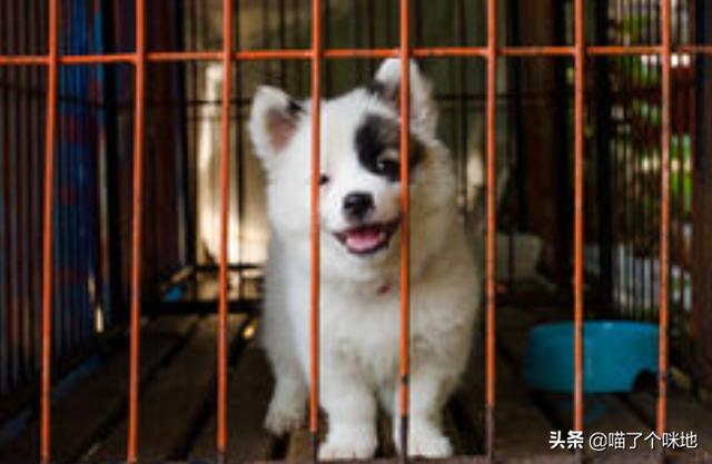 怎么训练小狗不乱吃:怎样让狗狗不在外面乱吃东西呢？