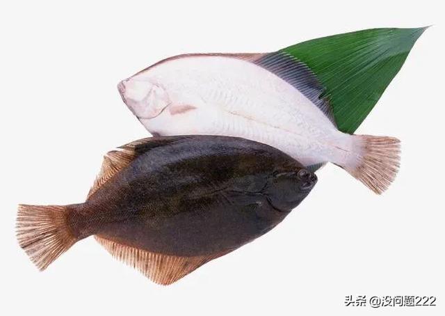 成年黑白关刀海水鱼:大家有没有觉得神像鱼长得很美？