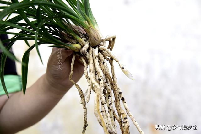 兰花的种植方法:兰花要怎样种才好，怎样才不会烂根？