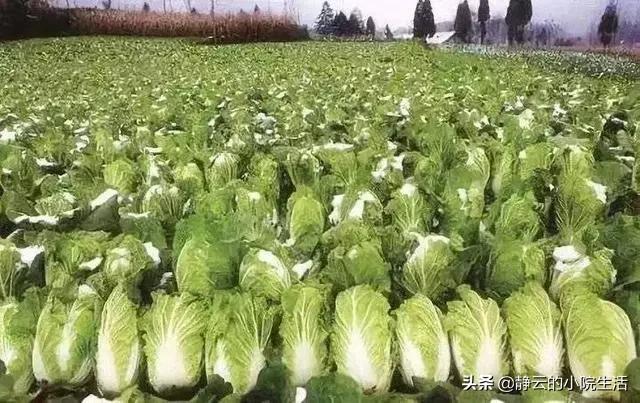 经过这次疫情事件,会不会出现大量的农民返乡创业？