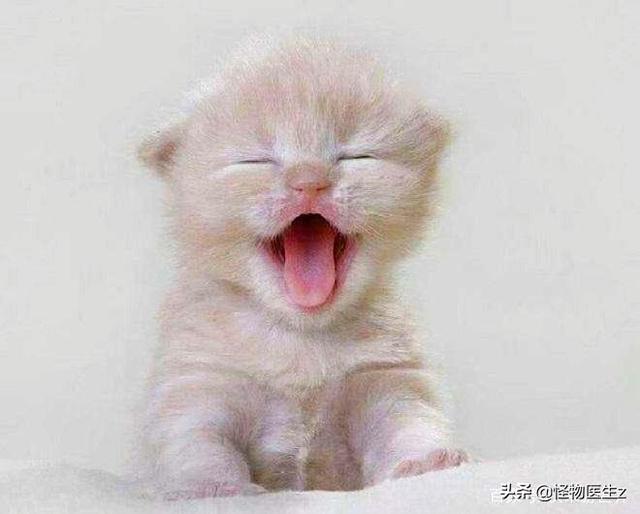 猫粮价格:大年初三捡了只蓝白流浪猫，学生党我要买哪种猫粮？
