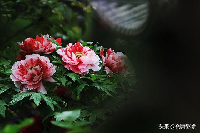 你拍过最美丽的牡丹照片？