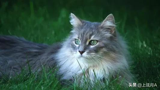 十二生肖里没有猫，而老鼠却排名第一的传说到底是怎样的呢？