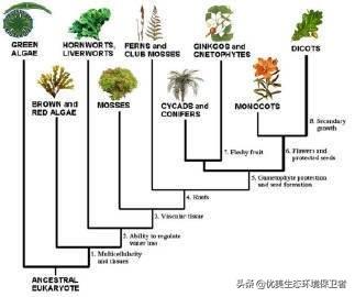 倭蜂猴起源:如果果树自然进化，那水果会越来越好吃还是越来越难吃？