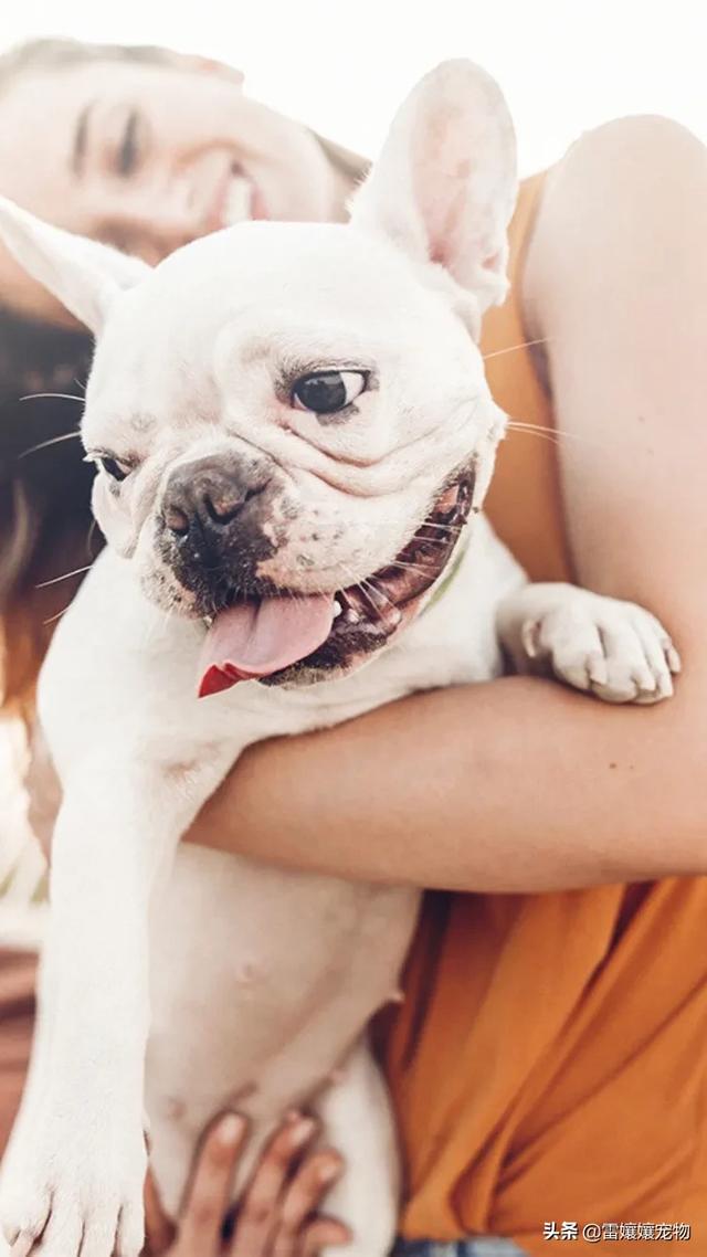 头条问答 狗狗便血怎么办 14个回答