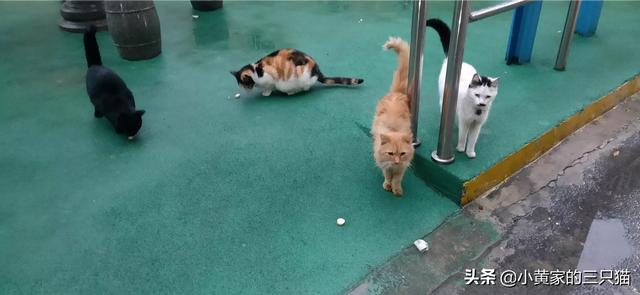 小区出现流浪猫抓人事件,还应该去喂养吗？