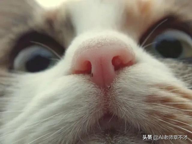 波斯猫在行动:猫身上最柔软的部位在哪？会不会一碰就死？