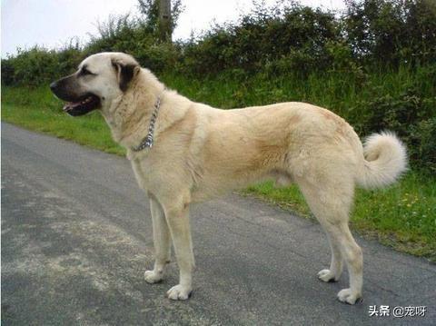 坎高犬售卖:在我国，哪里可以买到坎高犬幼犬？有何依据？ 坎高犬的缺点