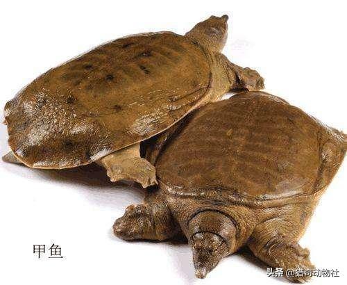 鹅的寿命:农村家里养的鹅，最大可以养到多少斤？