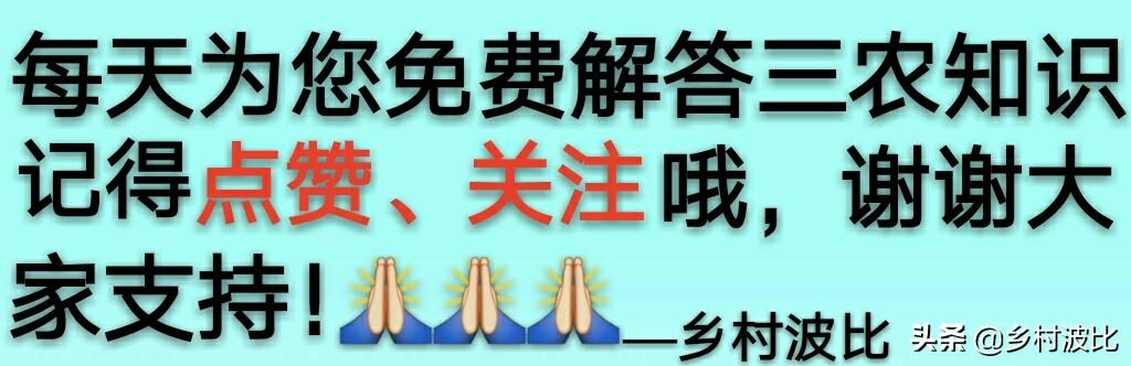 新藤惠美:谁能告诉我！地瓜蔓到底应不应该翻，翻了究竟增产还是减产？