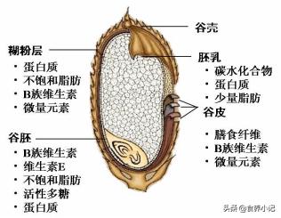 糙米,胚芽米,精白米哪个更有营养？