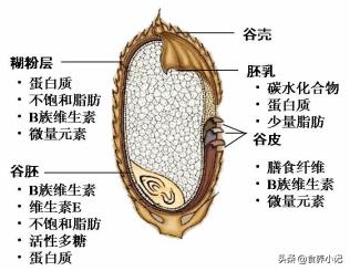 米怎么搭配才更有营养，肉食好吃，米饭更好，如何搭配最有营养