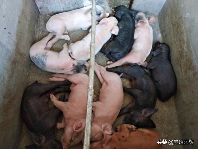 什么原因导致死胎呢:母猪隔4天再生死胎是什么原因？