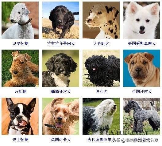 中小型狗品种大全:想养一只体型小的狗狗，有推荐吗？ 中小型狗狗品种大全