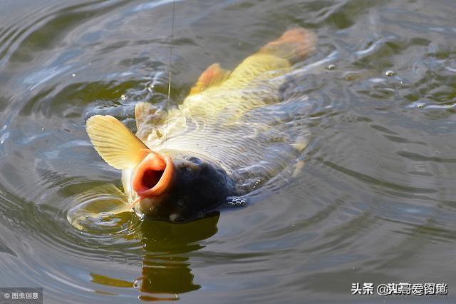 锂鱼的生活习性:鲤鱼在草边不停地蹦，就是不咬钩这是什么情况？