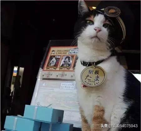 日本截尾猫图片:你们家没做绝育的猫过的怎么样？